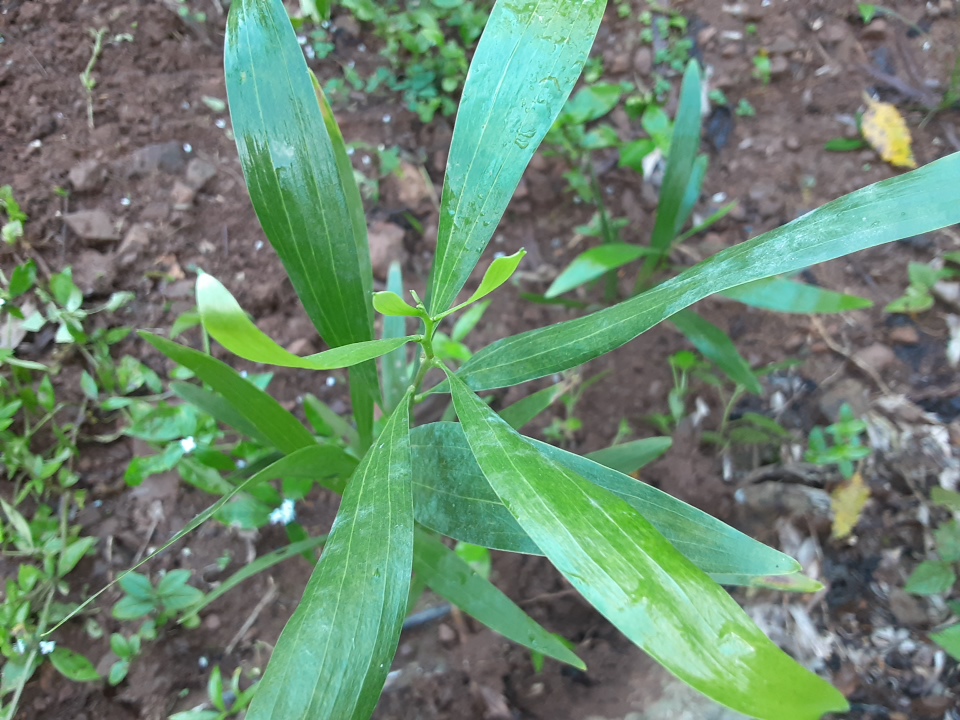 seedling