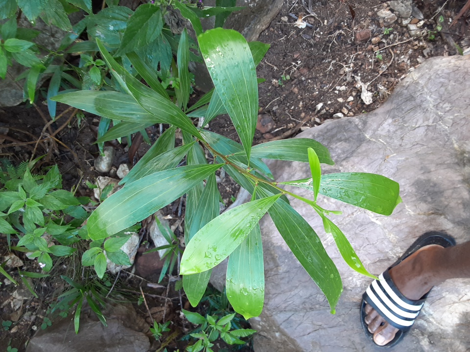 seedling