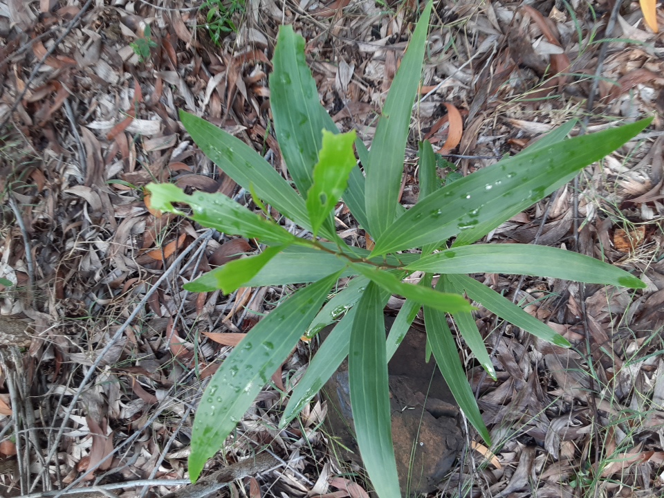 seedling
