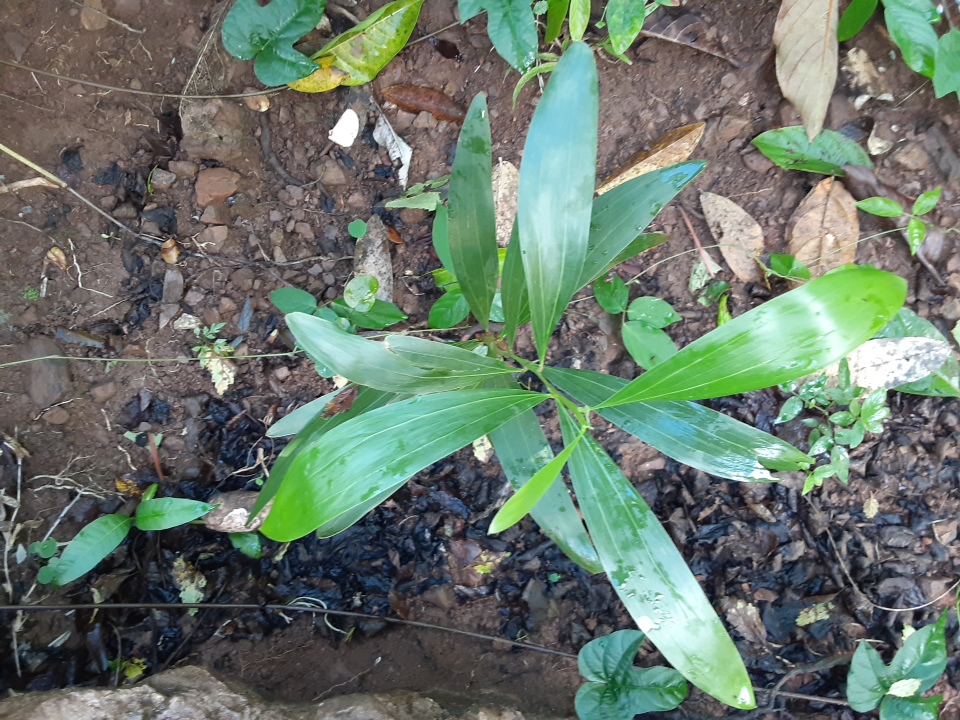 seedling