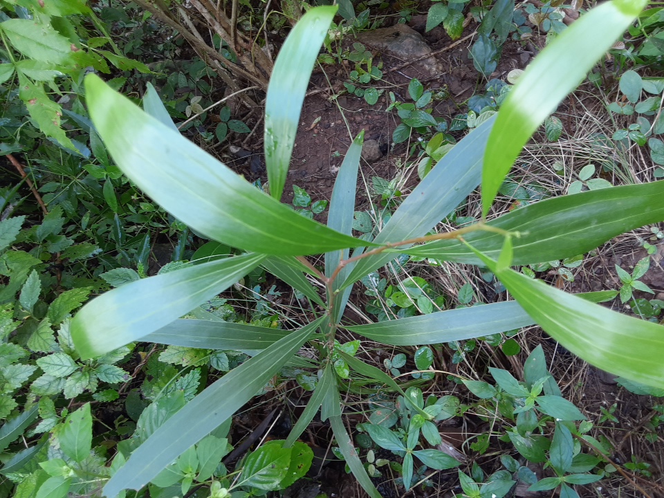 seedling