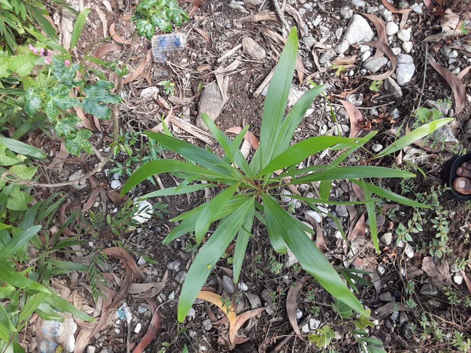 seedling