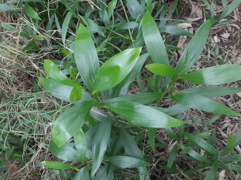 seedling