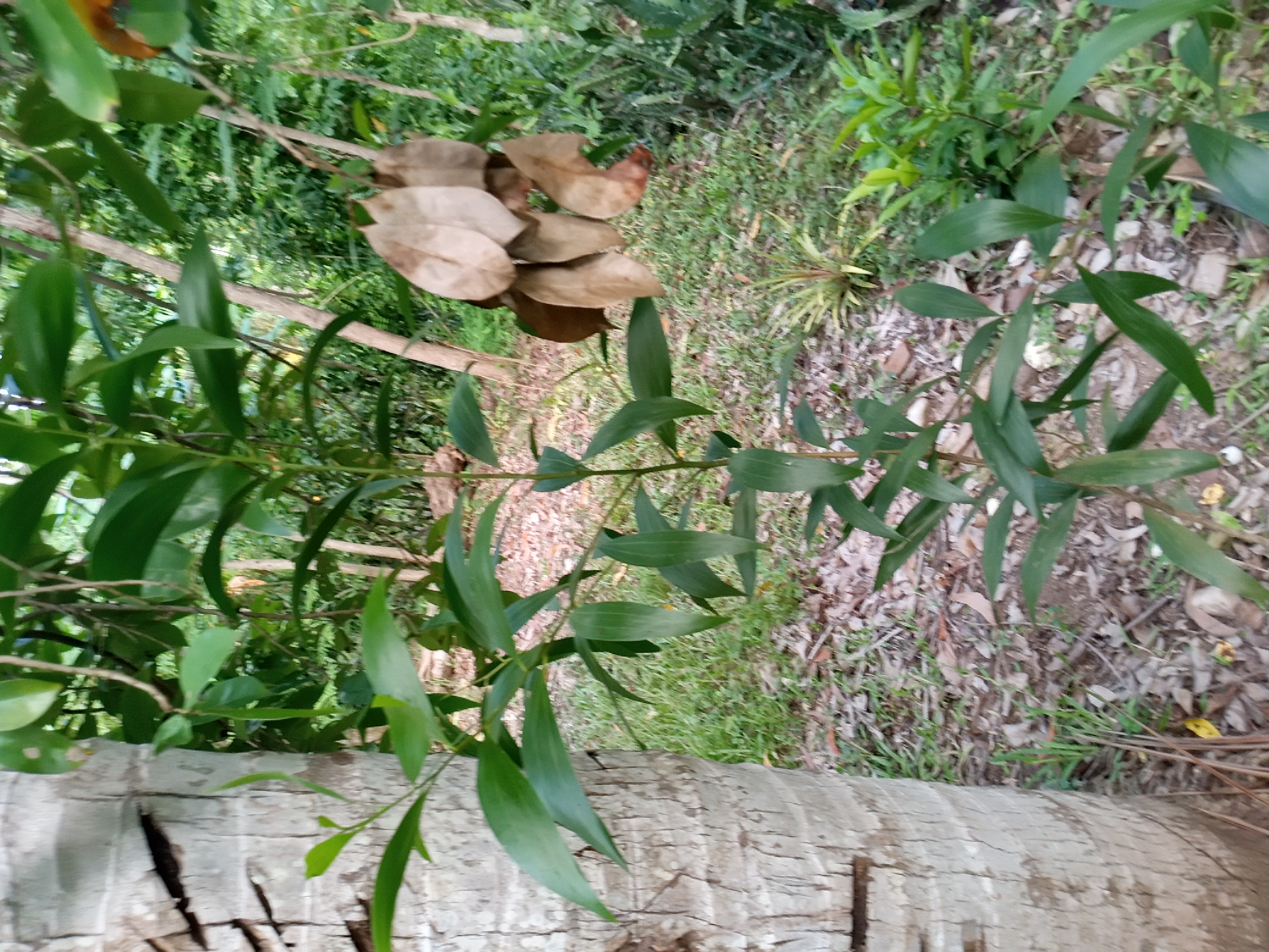 seedling