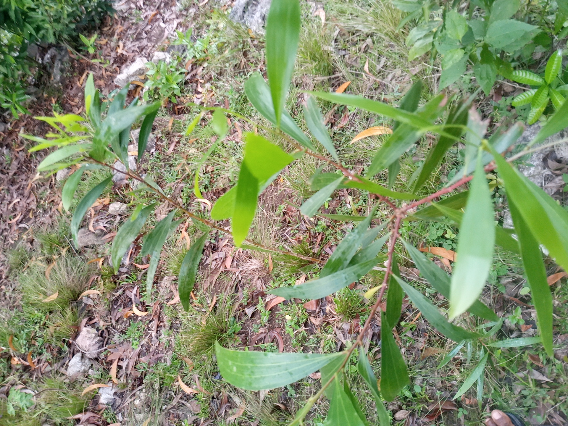 seedling