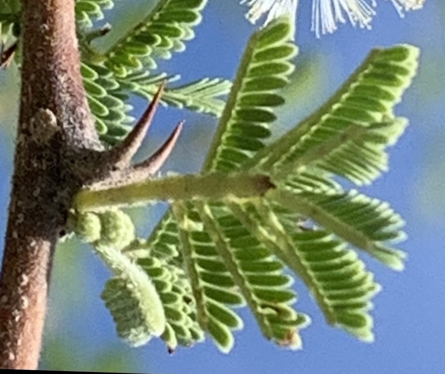 seedling