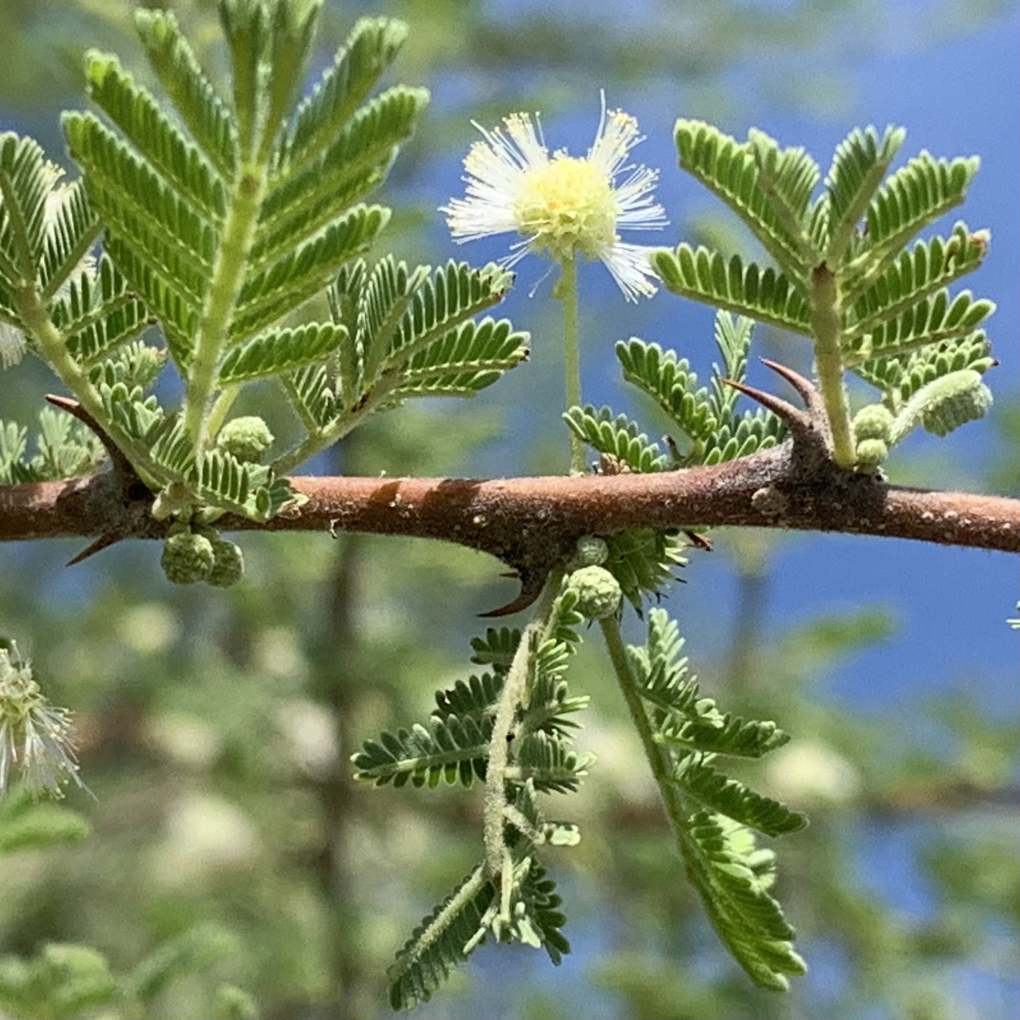 seedling