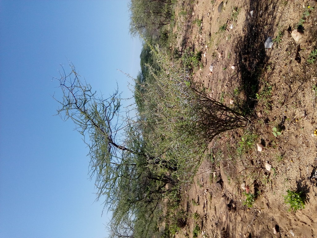 seedling