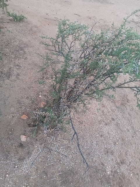seedling