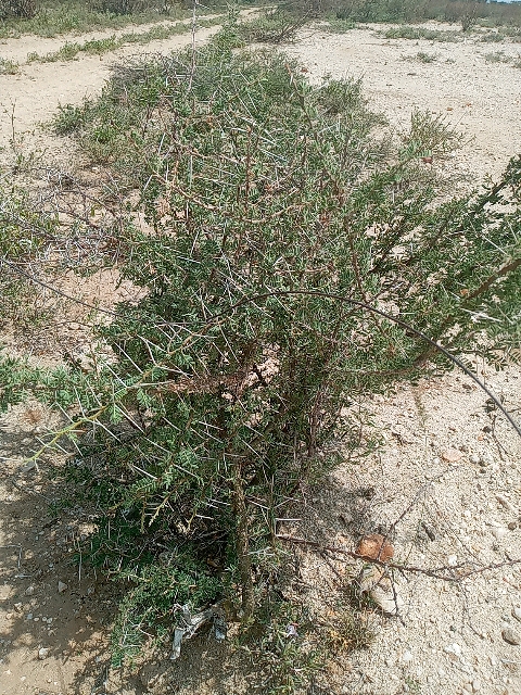 seedling