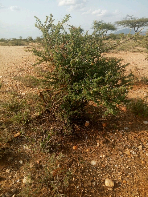 seedling