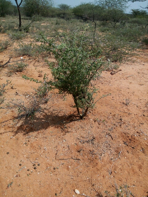 seedling