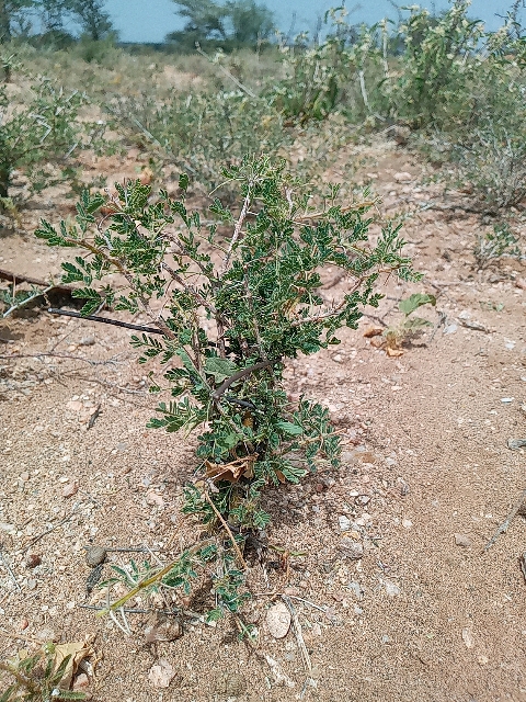 seedling