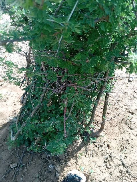 seedling