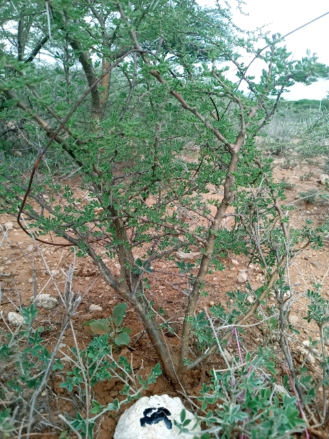 seedling