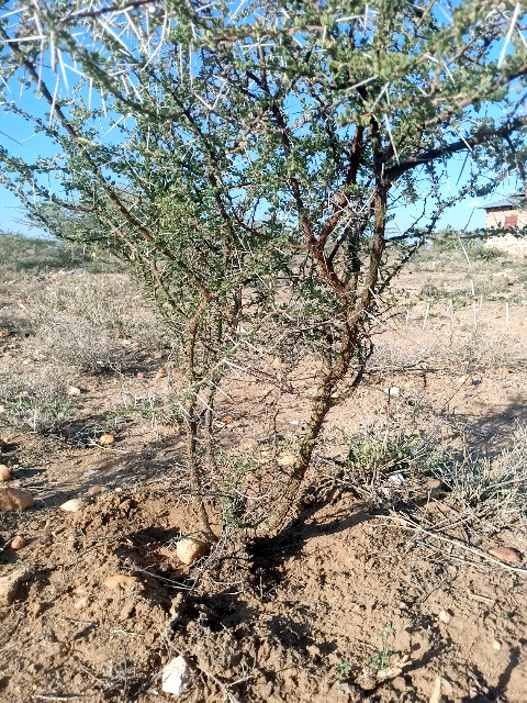 seedling