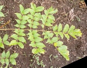 seedling