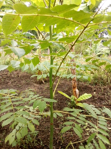 seedling