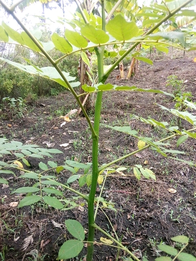 seedling