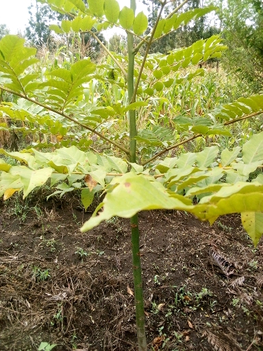 seedling