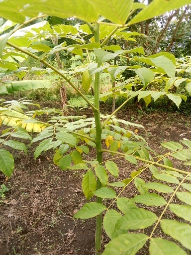 seedling