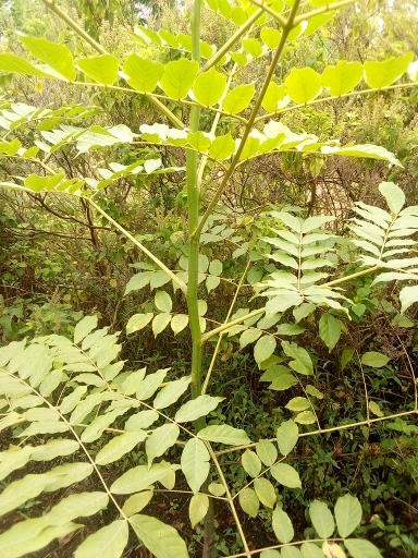 seedling