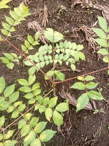 seedling