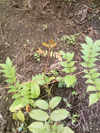 seedling