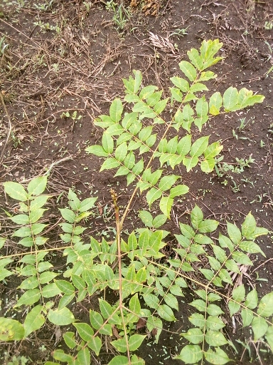 seedling