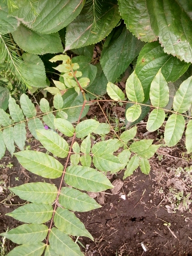seedling