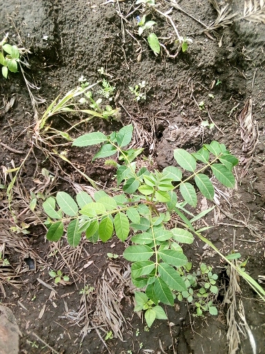 seedling