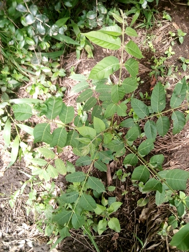 seedling