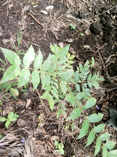 seedling