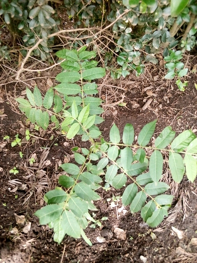 seedling