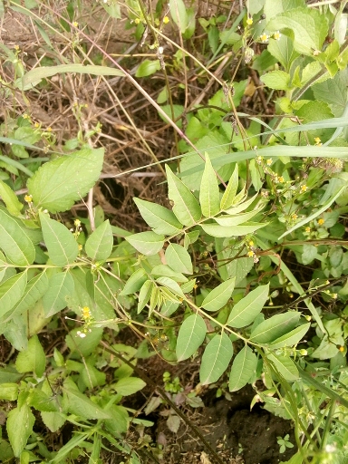 seedling