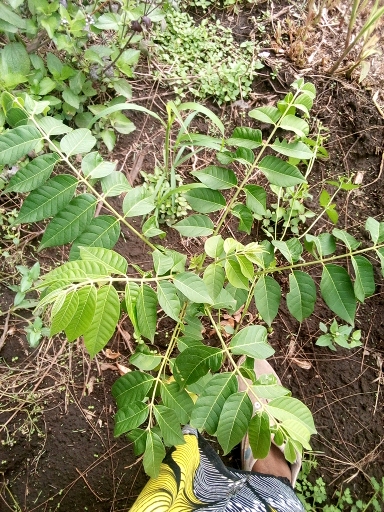 seedling
