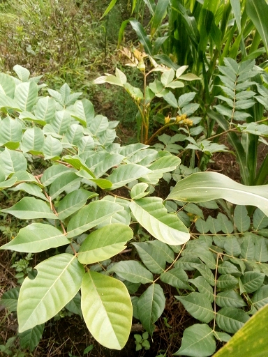 seedling