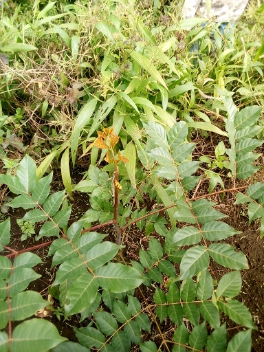 seedling