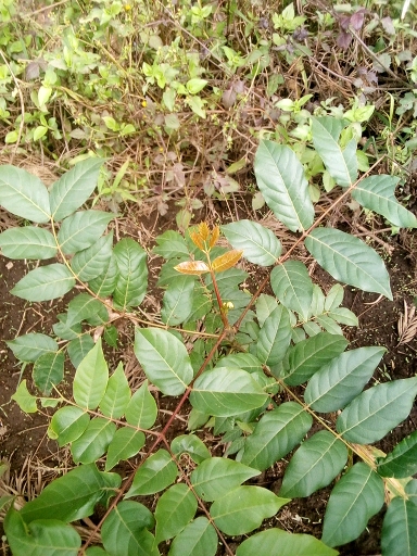 seedling