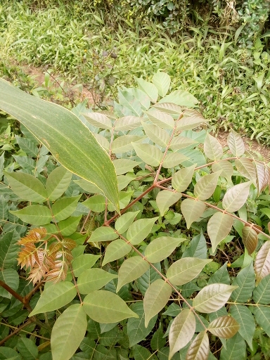 seedling
