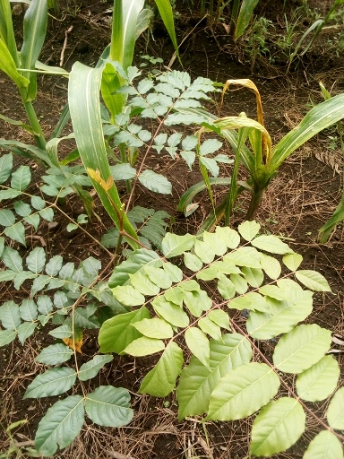 seedling