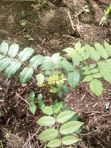 seedling