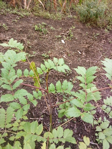 seedling