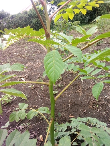 seedling