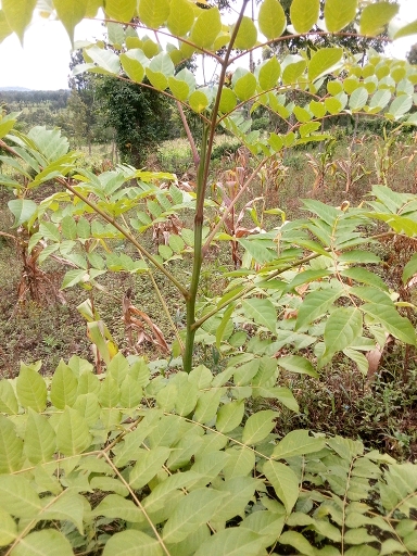 seedling