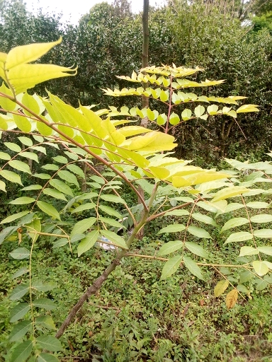 seedling