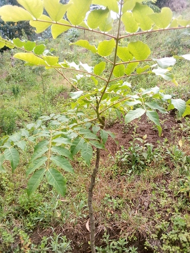 seedling