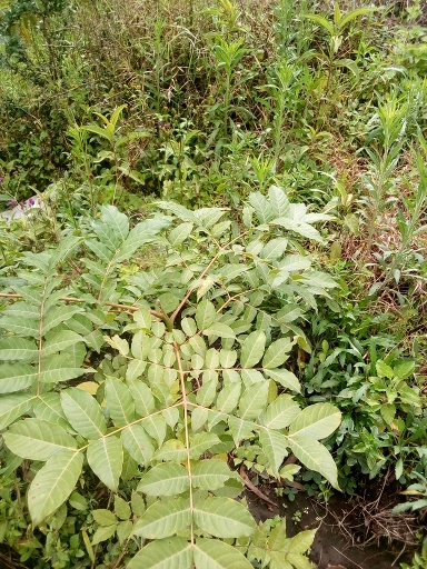 seedling