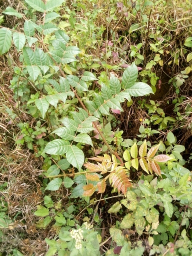 seedling