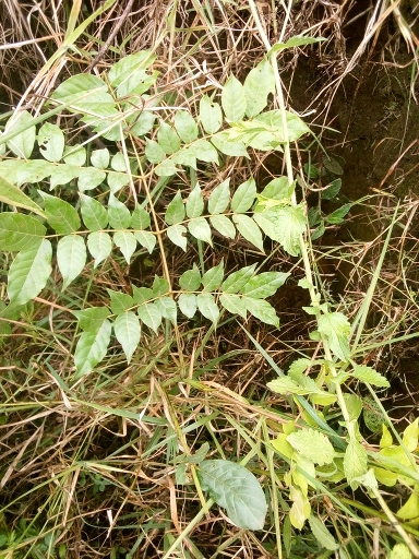 seedling